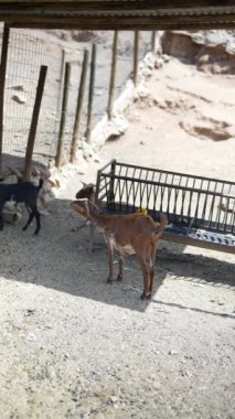 Görüntü, çiftlikteki bir beslenme istasyonunda iki keçiyi tasvir ediyor.