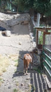 Güneşli bir günde, doğal çevresi olan bir çiftlik hayvanı ağılında, çitlerle çevrili bir yerde yalnız kahverengi bir keçi..