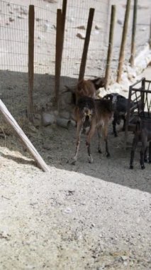 Bir grup keçi, çitlerle çevrili bir alanda bir barınağın altında toplanıyor. Tarım ortamında bir yalaktan otlanıyorlar.