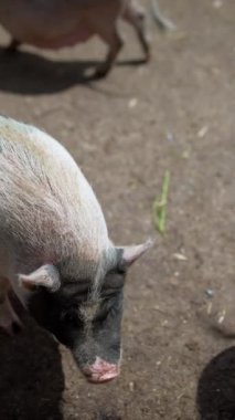 Ayrıntılı çerçeveler domuzları bir çiftlikte gösteriyor, yüzlerine ve bedenlerine yakın çekimler yapılmış, toprak zemine karşı.