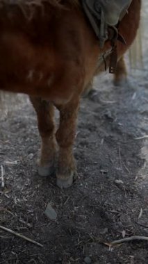 Sabit bir ortamda eyerle gezen bir midillinin resimleri doğanın kırsal güzelliğini yakalıyor.
