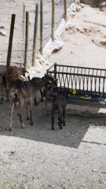Tozlu zemini ve basit bir beslenme yapısı olan kırsal bir çiftlikte çitlerle çevrili bir yerde keçilerin beslendiği bir sahne.