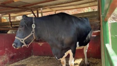 Siyah beyaz bir ineğin ahırda elinde yular, sağılmaya ya da beslenmeye hazır bir şekilde dururken çekilmiş resmi..