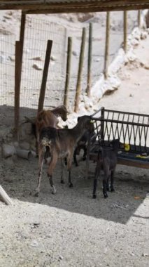 Keçiler kırsal kesimde otlar. Etrafı ahşap ve tel örgülerle çevrili. Kırsal kesimin tipik bir örneği.