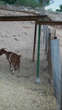 Çitlerle çevrili ve doğal bir manzarayla çevrili, basit bir çatı sığınağı olan pis bir ağılda otlayan iki keçi..