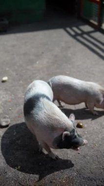 Domuzcuklar güneşli kalemde neşeyle oynarlar, keşfederler, kemirirler, güneşlenirler, masumiyet ve neşe gösterirler.