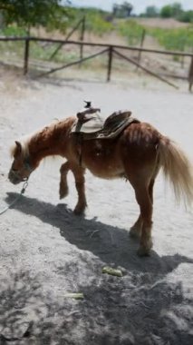 Şirin kahverengi bir midilli kırsal bir arazide eyerle geziyor, bir dizi çerçeveyle yakalanmış..