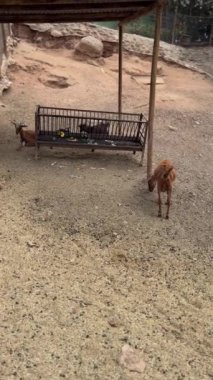 Kırsal bir çiftlik ortamında otlayan keçiler, doğal çiftlik hayatının huzurlu ve pitoresk bir manzarasını gösteriyor.