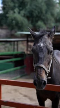 Açık havada kahverengi bir atın yakın plan görüntüsü farklı ifadeler ve açılar sergiliyor..
