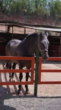 Güzel bir siyah at, yeşil ve turuncu çitlerle çevrili güneşli bir çayırda huzur içinde duruyor.