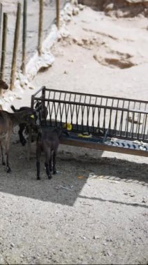 Kırsal bir ortamda çiftlikte keçiler besleniyor, güneşli bir günde, toprak zeminde, tarımsal bir manzara yaratıyor.