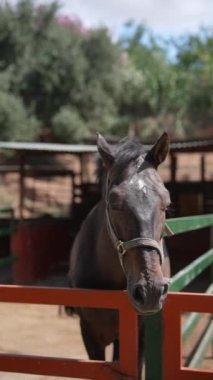 Çiftlikteki göz kamaştırıcı siyah at, bir ağılda zarafetle dururken binicilik ve doğa temalarını somutlaştırıyor.
