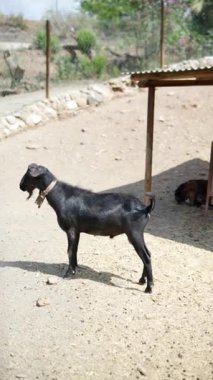 Açık hava ağılında yer alan bir kara keçi, arka planda manzarası olan farklı açılardan çekilmiş..