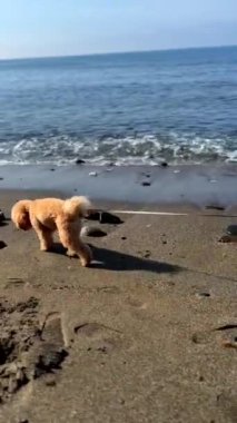 Şirin, tüylü bir köpek kumlu sahilde duruyor, güneşli bir günde okyanus dalgalarının tadını çıkarıyor.