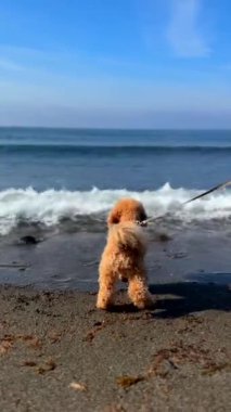 Sevimli bir köpek, güneşli ve güneşli bir günde kumlu bir sahilde okyanus dalgalarının tadını çıkarır. Kaygısız ve mutlu hisseder.