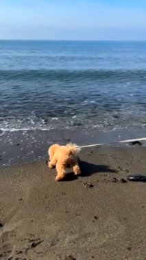 Altın bir köpek sahilde duruyor, güneşli bir günde okyanusun dalgalarını seyrediyor, sahildeki huzurun tadını çıkarıyor.