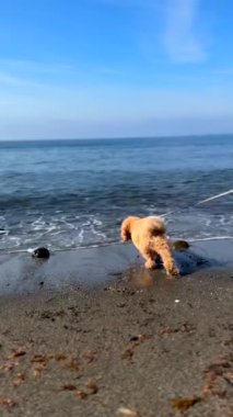 Kıvırcık saçlı şirin bir köpek kumsalda dalgaların, havanın, manzaranın ve neşeli atmosferin tadını çıkarıyor.