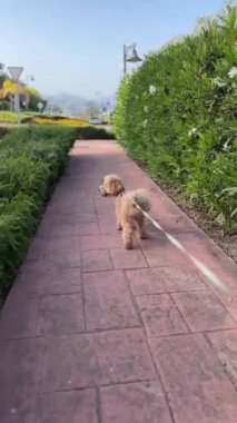 Şirin bir köpek, yemyeşil çitleri olan, bakımlı bir bahçede tasmayla yürüyor, dışarıda huzurlu bir gün geçiriyor.