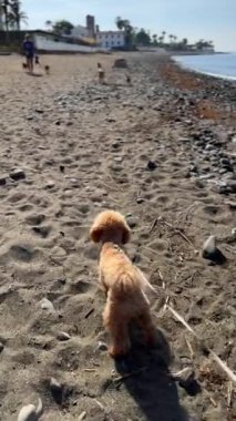 Sevimli küçük bir köpek kumlu sahilde yürüyor. Arka planda okyanus ve mavi gökyüzü var. Huzurlu bir sahil ortamı yaratıyor.