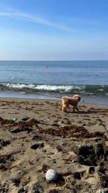 Kumlu bir sahilde okyanus ve açık gökyüzüyle yürüyen kahverengi bir köpek huzur verici ve rahatlatıcı bir sahne yaratıyor.