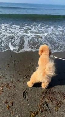 Güneşli bir günde kumlu sahilleri ve okyanus dalgalarını keşfeden Golden Doodle, sahnenin büyüsüne kapıldı..