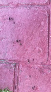 Kırmızı beton bir yüzey üzerinde sürünen karıncalar gözlemlenir, arka planda biraz yeşillik vardır.