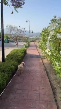 Güneşli bir günde, berrak mavi gökyüzünün altında, beyaz çiçekler ve yeşilliklerle huzurlu bir yürüyüş yolu huzurlu bir kaçış sunar.
