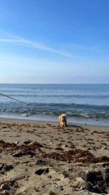 Mutlu bir golden retriever kumlu bir sahilde, açık mavi bir gökyüzünün altında, arka planda okyanusla oynamaktan zevk alır.