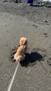 Sevimli küçük bir köpek kumlu bir sahilde güneşli bir gökyüzünün altında tasmasıyla, açık havanın tadını çıkarıyor.