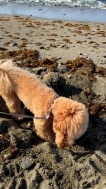 Yumuşak tüylü bir köpek enerjik bir şekilde kumlu sahilde bir çukur kazıyor, deniz yosunu ve güneşli sahillerin ortasında.