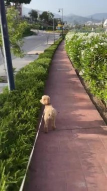 Arka planda sakin manzaralı yemyeşil manzarada gezinen küçük bir köpek, sakin bir açık hava yürüyüşünün tadını çıkarıyor.