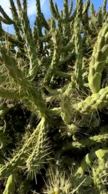 Dikenli kaktüslerin doğal ortamlarındaki yüksek çözünürlüklü görüntüsü kurak arazide güneş ışığıyla yıkanmış.