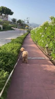 Altın bir köpek yeşil çitler ve açık mavi gökyüzü ile çevrili şehir ortamında sakin bir yürüyüşün tadını çıkarır.