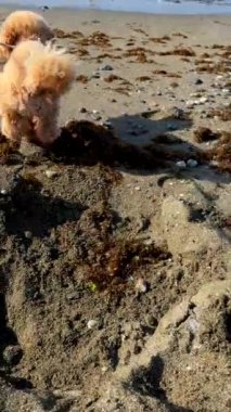 Şirin bir kaniş köpeği, sahil şeridinde deniz yosunu ve kayalar eşliğinde kumsalda mutlu bir şekilde dolaşır.
