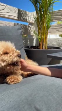 Güneşli bir günde, açık havada sakin bir an, genç bir kadın ve köpeği tarafından paylaşılır. Gri bir yastıkta huzur bulurlar.