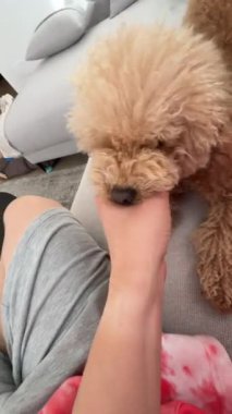 Yumuşak tüylü bir köpek bir koltukta bir insanla sarılır, rahatlatıcı bir sahnede rahatlık ve arkadaşlık gösterir.