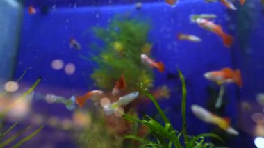 Canlı ve renkli bir sahne gösterişli gupi balığı zarif bir şekilde bakımlı, canlı bir akvaryumda yüzüyor.