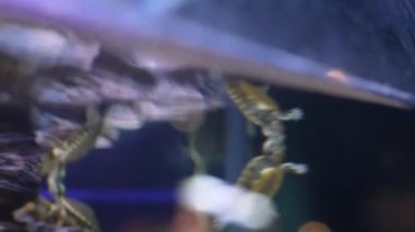 Bir kaplumbağa canlı bir akvaryumda zarif bir şekilde yüzer, zengin su yaşamını gözler önüne serer ve dingin bir atmosfer yaratır.