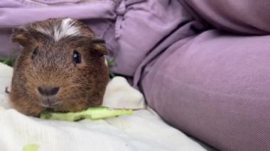 Lezzetli ve sevimli bir kobay, yumuşak bir battaniyenin üzerinde ferahlatıcı bir parça salatalığın tadını çıkarıyor.