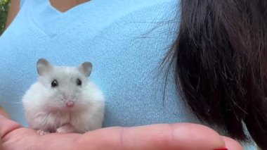 Şirin, tüylü, beyaz bir hamster nazikçe bir elin üzerine tünemiş, gururla sevimli özelliklerini ve büyüleyici doğasını sergiliyor.