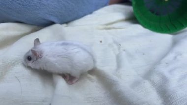 Neşeli, tüylü beyaz hamster yumuşak ve rahat bir yüzey üzerinde parlak yeşil bir egzersiz tekerinin yanında.
