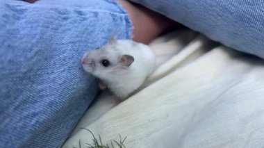 Oyuncu, küçük beyaz bir hamster, rahat çevresini hevesle keşfeder. Sıradan, denimenmiş ellerin yanında yuva yapar.