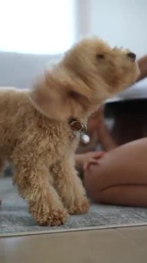 Canlı ve enerjik bir köpek sıcacık, davetkar bir ev ortamında yakalandı, herkes için saf neşe ve arkadaşlığın vücut bulmuş hali.