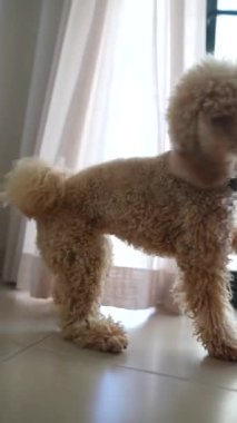 İki ayak üzerinde duran sevimli, tüylü bir köpek, açık pencereden sevgi dolu sahibine uzanıyor.