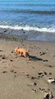 İnanılmaz derecede neşeli bir köpek kumlu plajları zevkle keşfediyor, sıcak güneşin ve dalgalı sörfün tadını çıkarıyor.