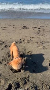 Meraklı ve oyuncu bir köpek, dalgalar arka planda neşeyle çarparken kumlu kumsalda mutlu bir şekilde kazar.
