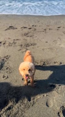 Sevimli ve sevimli küçük bir köpek kumlu kumsalda neşeyle gezer, güneşli bir günün özünü yakalar.
