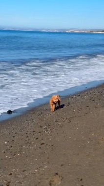 Neşeli ve neşeli bir köpek kumlu sahilde şakır şakır oynar. Arka planda hafif dalgalar ritmik bir şekilde çarpar.