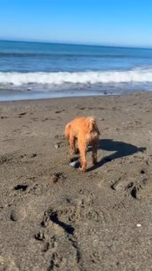 Şirin bir köpek kumsalda neşeyle oynar, yumuşak kumun tadını çıkarır ve açık mavi gökyüzünün altında dalgalanır.