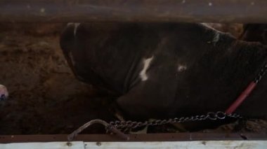 Sıcak bir ahırda dinlenen rahat bir buzağı, kırsal yaşamda hayvancılık yapmanın hayati önemini vurguluyor.